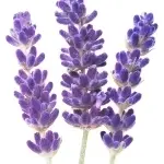 Hoa Oải Hương