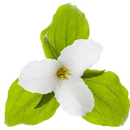 Hoa Trillium