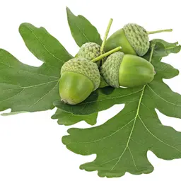 Lá sồi
