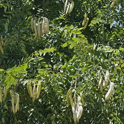 Cây cà phê Cây cà phê
