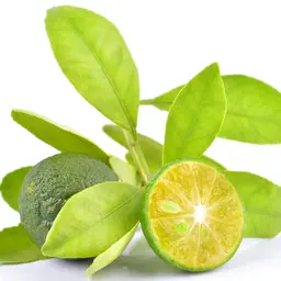 Quất Calamansi