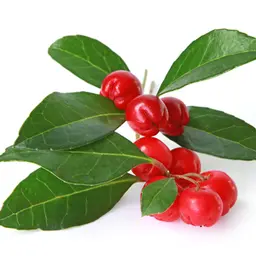 Cây Lộc Đề
