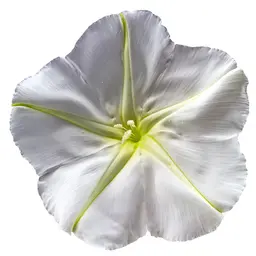 Hoa Trăng