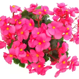 Hoa Thu Hải Đường