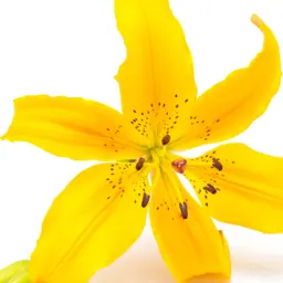 Hợp chất hương