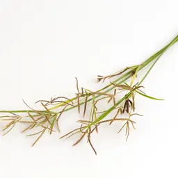 Cỏ Gấu Cỏ Gấu