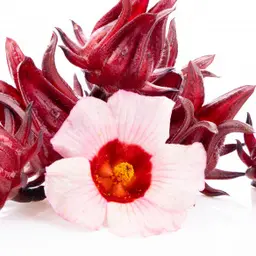 Hoa Atisô đỏ