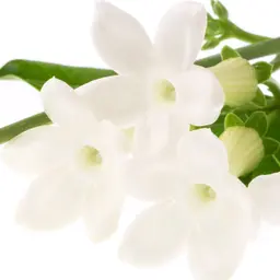 Hoa lài trâu