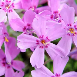 Rêu Flox Rêu Flox