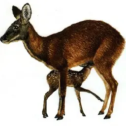 Xạ hương