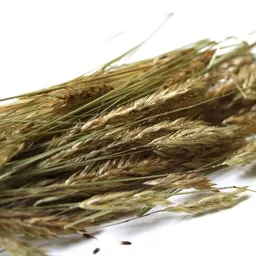 Cỏ ngọt