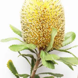 Banksia Úc