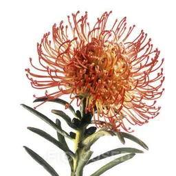Hoa Grevillea