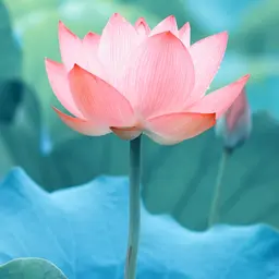 Hoa Nước