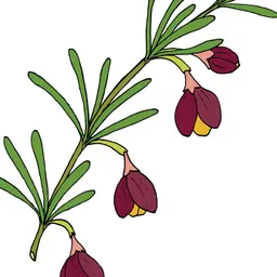 Hoa Boronia