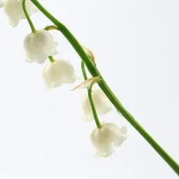 Hợp chất hương tươi mát