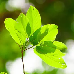 Gỗ Meranti Trắng