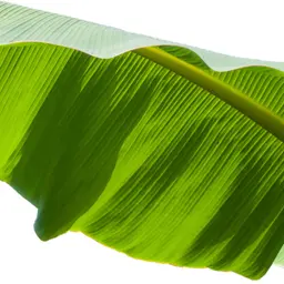 Lá Chuối