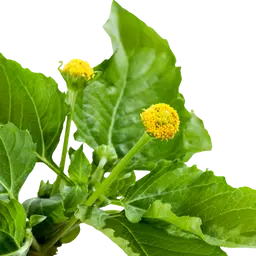 Trái Mận Jambu
