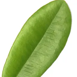 Lá Nguyệt Quế Tây Ấn