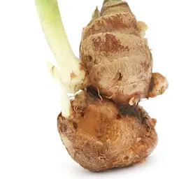 Củ Địa liền Củ Địa liền