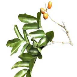 Cây Swartzia