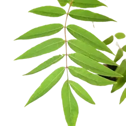 Lá tuyết tùng