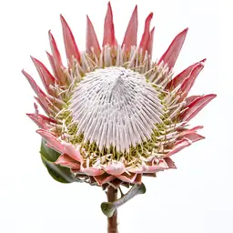 Hoa Protea Hoa Protea