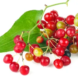 Rễ cây Sarsaparilla
