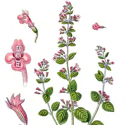 Húng Chanh Nhỏ