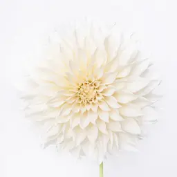 Thược Dược Trắng