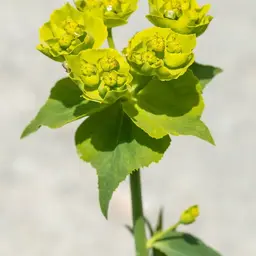 Cây Thầu Dầu