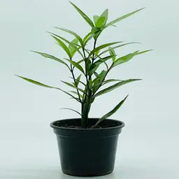 Lá liễu Lá liễu