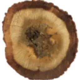 Trầm Hương Việt Nam