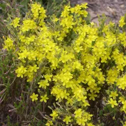 Cây Beachheather Cây Beachheather