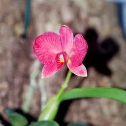 Phong Lan Kim Cương Đen Phong Lan Kim Cương Đen