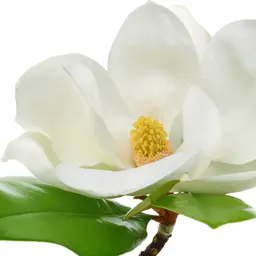 Hoa mộc lan