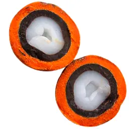 Cọ Tucumã