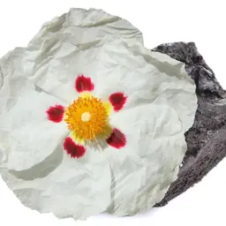 nhựa Labdanum