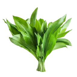 Lá Tỏi Dại