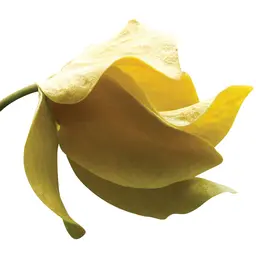 Hương từ Thái Lan