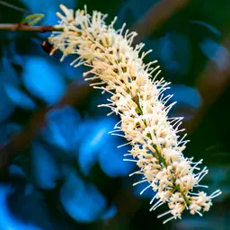 Hoa Macadamia