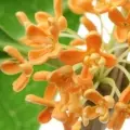 Hoa Mộc Quế Vân Nam