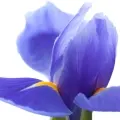 Hương Diviniris