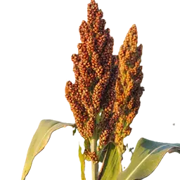 Cao lương