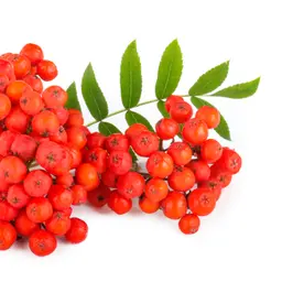 Cây tần bì
