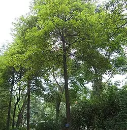 Phoebe Trân Nam