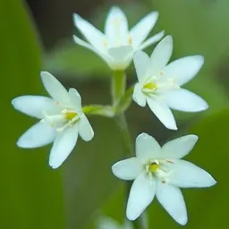 Cây Clintonia Châu Á
