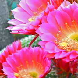 Hoa xương rồng