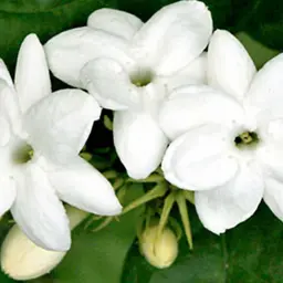 Hoa Nhài Melati